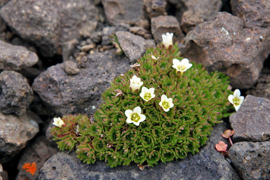 Arctic flowers - Saxifraga cespitosa