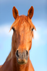 Portrait of a beautiful bay horse outdoors in the rays of the s