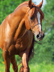 portrait of chestnut arabian horse in motion