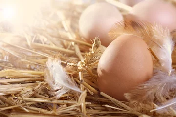 Foto auf Alu-Dibond fresh eggs in a nest © DDsign