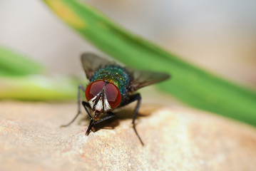 fliege vorne