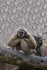 the gibbon sits having reflected