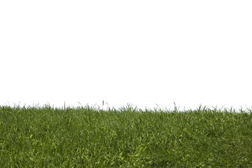 grass on a white background - obrazy, fototapety, plakaty
