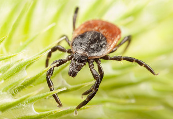 Red backed tick on a plant