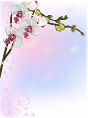 spotted orchids on pink decorated background