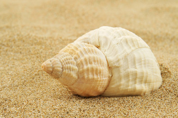 Fototapeta na wymiar spired conch shell on the sand