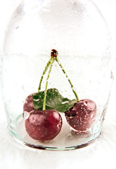 Berries ripe red cherries.