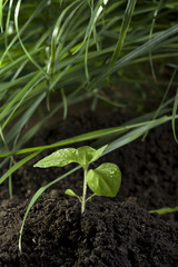 Green seedling growing from soil close-up