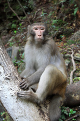 Naklejka na ściany i meble Monkey in Zhangjiajie National Geological Park