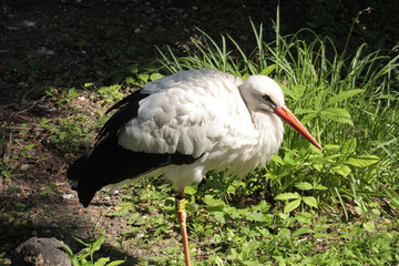 cigogne