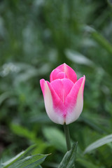 rosa weiße Tulpe