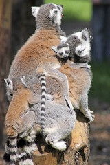 ring tailed lemur family
