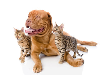 Dogue de Bordeaux (French mastiff) and Bengal cats 