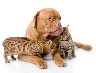 Dogue de Bordeaux (French mastiff) and Bengal cats 