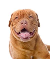 Dogue de Bordeaux in front. looking at camera. isolated on white