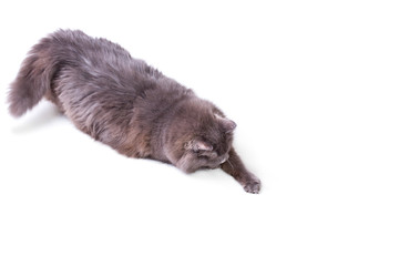 Fototapeta premium Playing cat in action