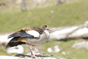 Uccello