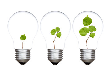 Three light bulbs with green plants inside