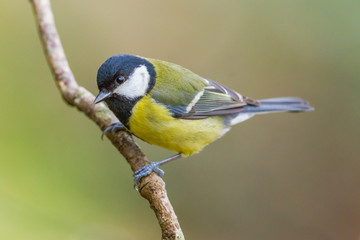 Naklejka premium Great Tit, Parus major