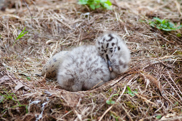 adorable seagull baby and egg in the nest
