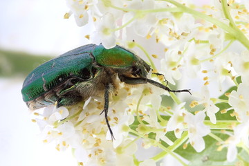 Rose chafer (Сetonia aurata) on flowers of  elderberry
