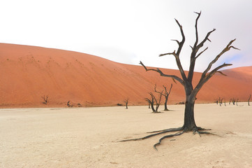 Dead Vlei, Sossusvlei, Namib desert, Namibia, Africa