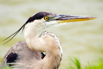 Close up portrait of great blue heron, Ardea herodias