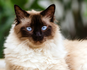 Portrait of Himalayan cat - Powered by Adobe