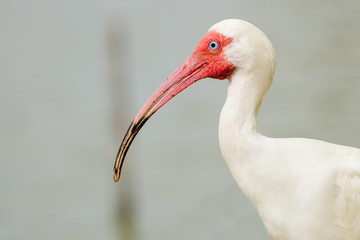 Close up portrait of white ibis, Eudocimus albus