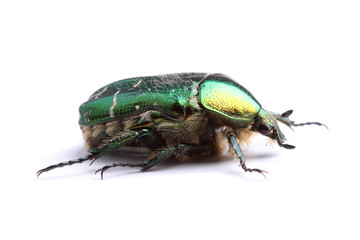 Rose chafer (Сetonia aurata) isolated on white