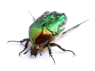 Rose chafer (Сetonia aurata) isolated on white