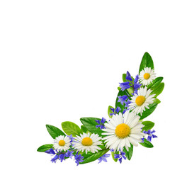 Bouquet  of daisies, blue flowers and leaves