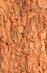 Patterns of tree bark