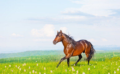 Fototapeta na wymiar bay horse skips on a meadow against mountains