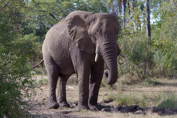 African Elephant