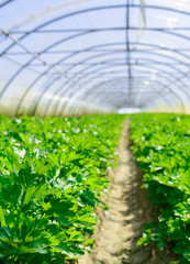 Celery culture in a greenhouse