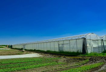 greenhouse for growing fruit and vegetables