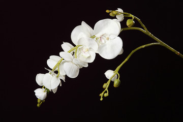 Fototapeta na wymiar Sztuczna orchidea na czarnym tle