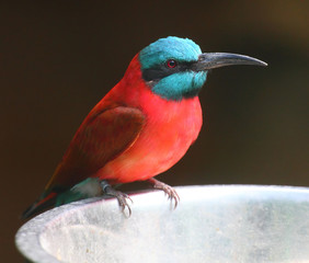 The Northern Carmine Bee Eater (Merops nubicus).