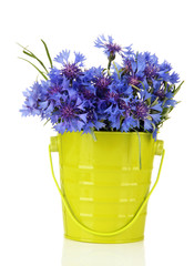 Bouquet of cornflowers in pail, isolated on white