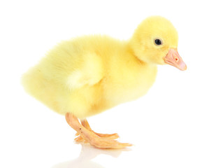 Little duckling isolated on white
