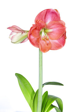 Amarillys flower isolated.