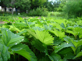 Green background from leaves of a strawberry