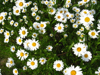 flower-bed of white beautiful chamomiles