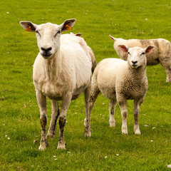 Naklejka na ściany i meble Sheep and lamb