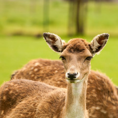 Obraz premium Nice looking fawn in the sun