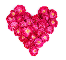 Tea rose isolated on white