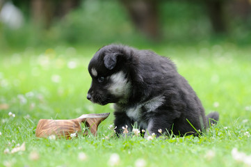 finnischer Lapphund 6