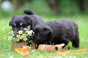 finnischer Lapphund 2