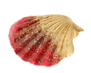 Colorful seashell isolated on white